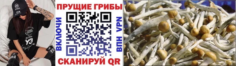 Псилоцибиновые грибы прущие грибы  купить наркотики сайты  Элиста 